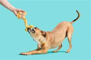 Plush - Main Squeeze Cheese Tug Toy
